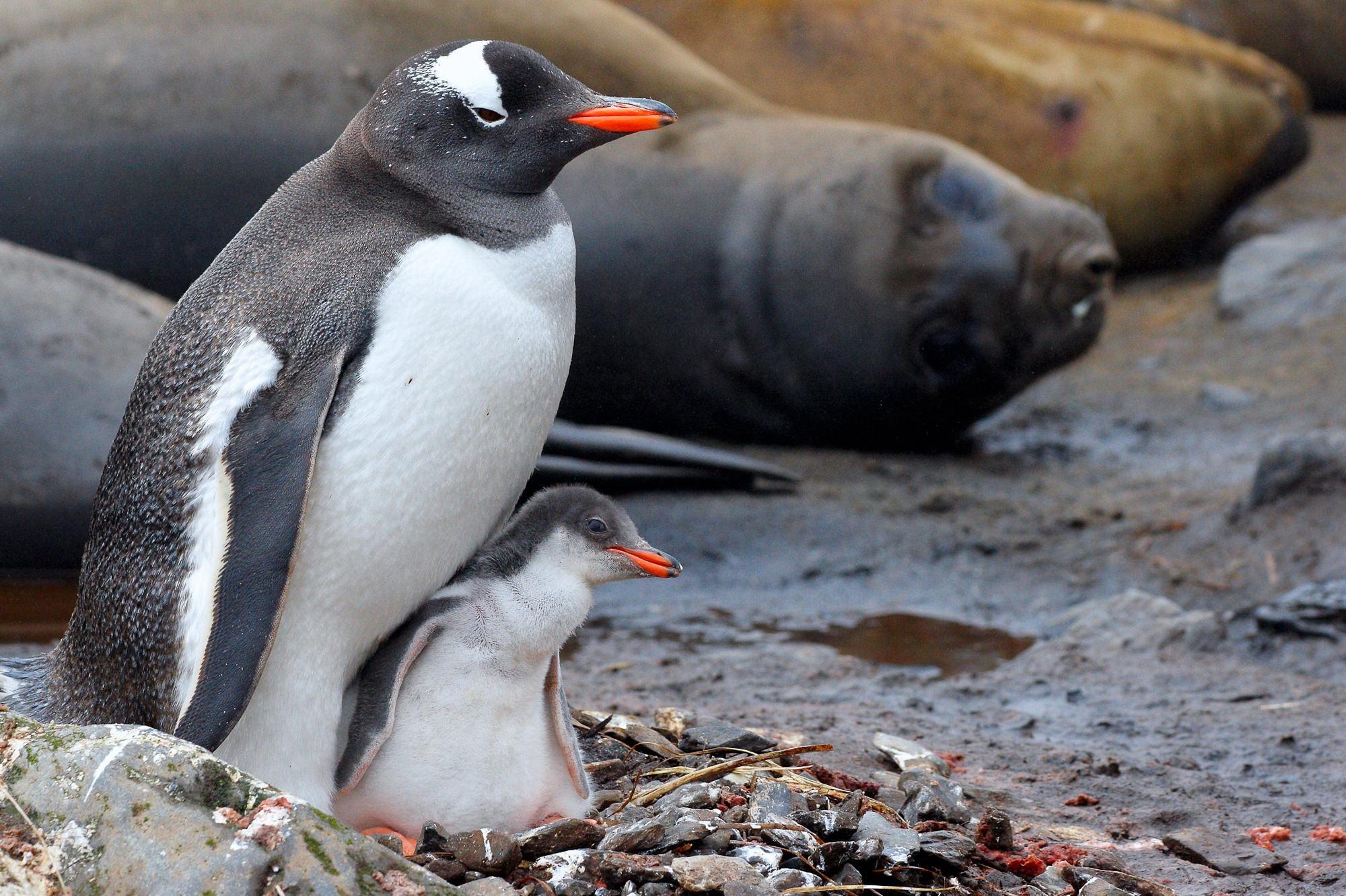 Eselspinguin